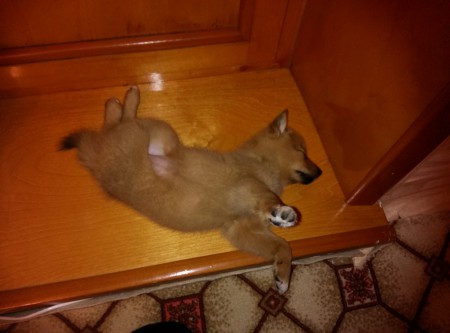 Спим3657