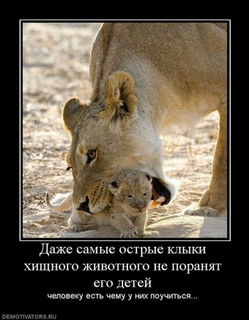 639287_dazhe-samyie-ostryie-klyiki-hischnogo-zhivotnogo-ne-poranyat-ego-detej