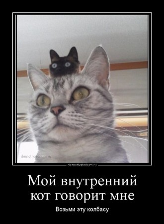 demotivatorium_ru_moj_vnutrennij_kot_govorit_mne_49736