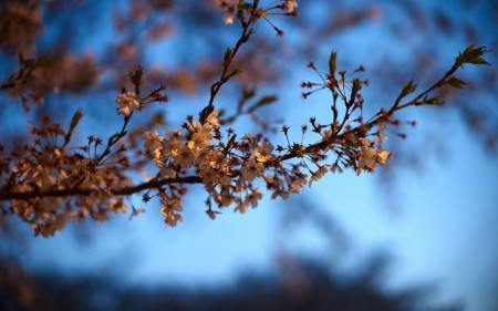 BestHDWallpapersPack1273_48