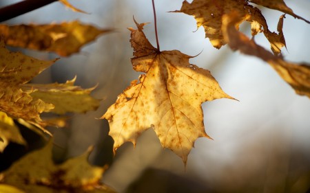 BestHDWallpapersPack1302_53