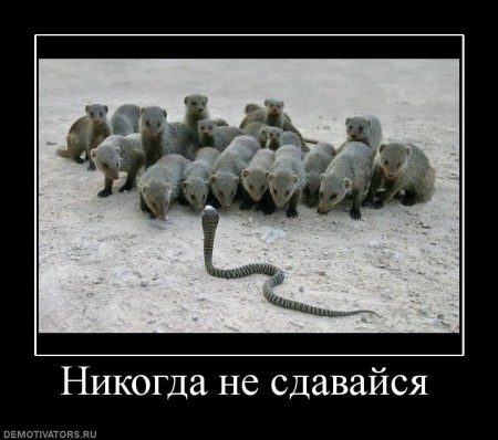 249848_nikogda-ne-sdavajsya