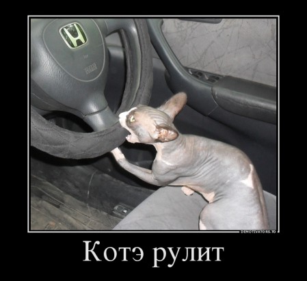 51315806_kote-rulit