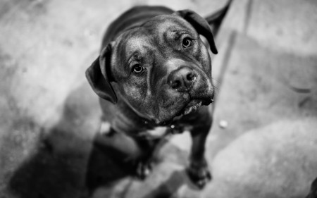 BestHDWallpapersPack1302_144