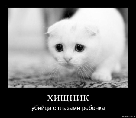 n44qt8w33ft1