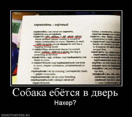 470705_sobaka-ebyotsya-v-dver