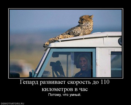 600229_gepard-razvivaet-skorost-do-110-kilometrov-v-chas