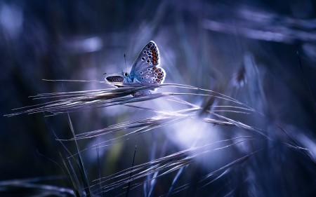 BestHDWallpapersPack1295_79