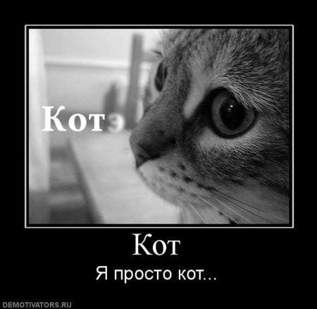 103876_kot