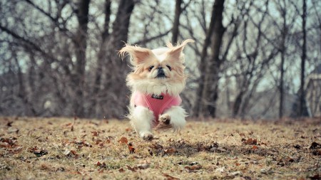 BestHDWallpapersPack1302_6