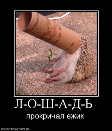 986926_l-o-sh-a-d--