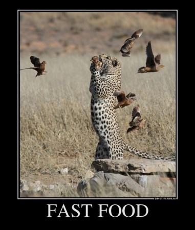 38721729_fast-food