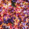 BestHDWallpapersPack1295_123