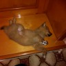 Спим3657
