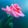 BestHDWallpapersPack1302_77