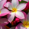 BestHDWallpapersPack1309_31