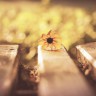 BestHDWallpapersPack1302_88