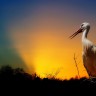BestHDWallpapersPack1302_36