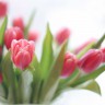 BestHDWallpapersPack1302_118