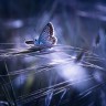 BestHDWallpapersPack1295_79