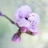 BestHDWallpapersPack1302_107