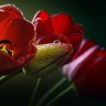 BestHDWallpapersPack1302_61
