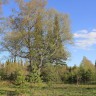 Oboi_s_prekrasnymi_ugolkami_prirody_854_47
