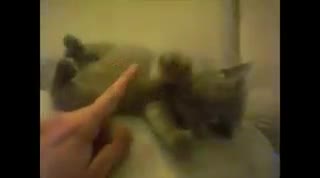 Засыпающие животные