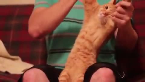 Кот на барабанах