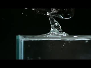 Как пьет воду собака