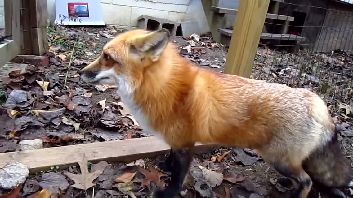 Fox
