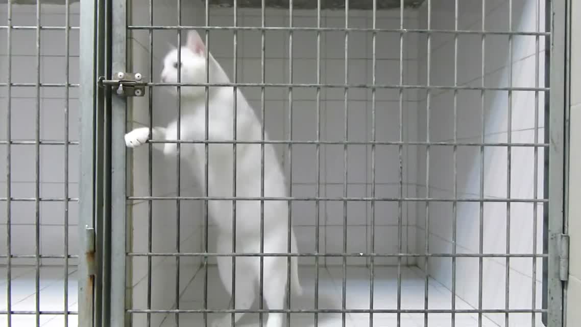 The cat king of escape