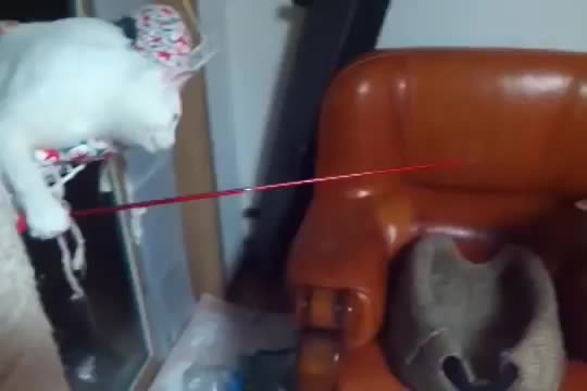 Игры котиков :)
