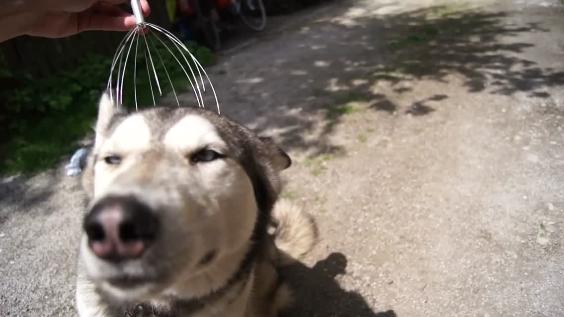 Silver and head massager
