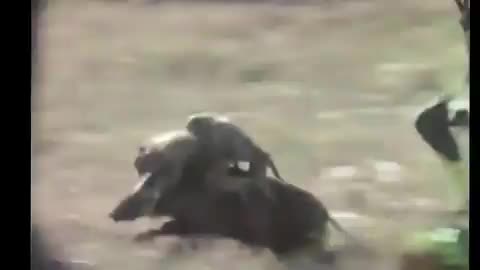 Обезьяны спасаются бегством на кабанах
