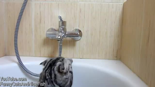 Для любителей котэ