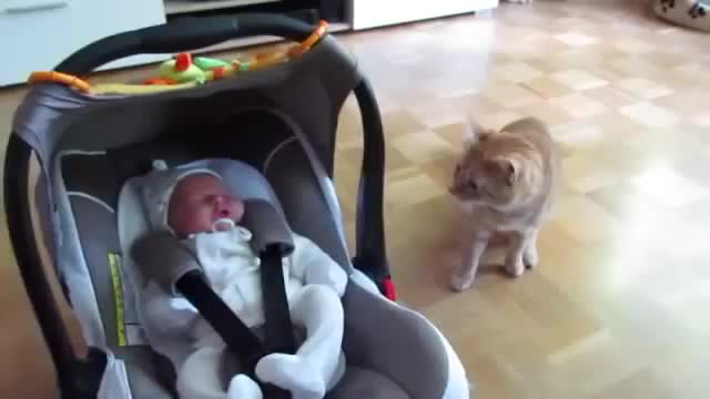 Реакция кота, который первый раз увидел ребенка