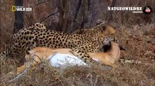 Антилопа притворилась мертвой
