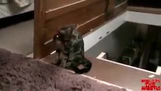 Хладнокровный кот