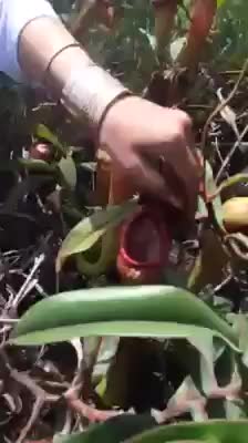 Необычное растение