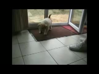 Чистоплотный щенок