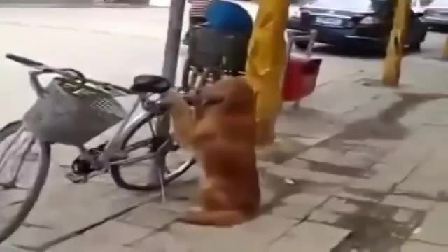 Умная собака