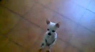 Танцующая  собачка