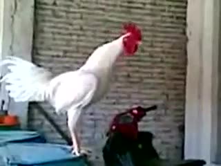 Голосистый петух