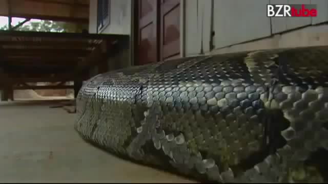мальчик и анаконда