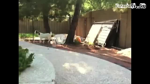+100500 - Попрыгун