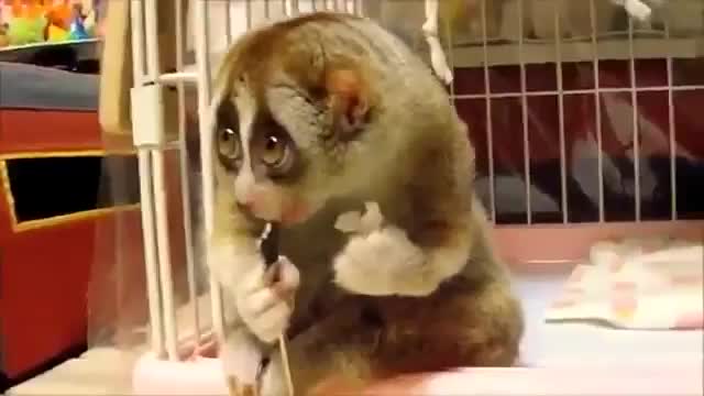 Милота
