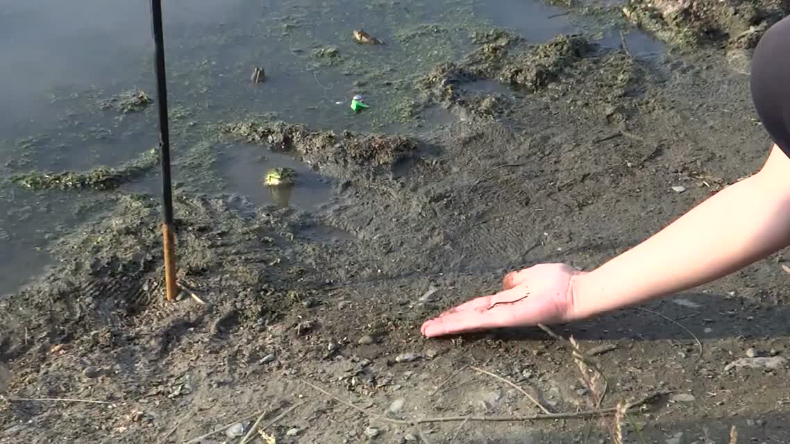 Как приручить лягушку