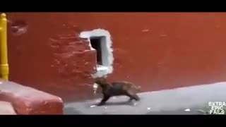 Кот и рыба
