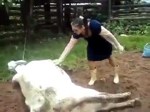 Домашние животные не всегда домашние